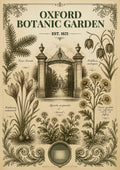 Botanic Garden — Oxford art print: the glasshouse and planting of Britain's oldest botanic garden, drawn in full colour.