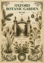 Botanic Garden — Oxford art print: the glasshouse and planting of Britain's oldest botanic garden, drawn in full colour.