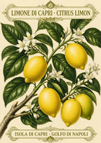 Citrus Limon — Capri art print: vintage botanical plate of a Capri lemon branch with fruit, blossom and dark green leaves on a cream ground