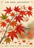 Momiji — Kyoto art print: botanical study of scarlet Japanese maple leaves over a misty Tofuku-ji bridge and autumn valley, cream ground