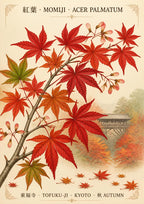 Momiji — Kyoto art print: botanical study of scarlet Japanese maple leaves over a misty Tofuku-ji bridge and autumn valley, cream ground